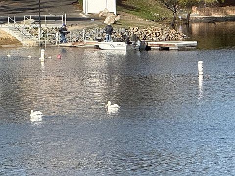 Pelicans swimming by Moonstone Beach